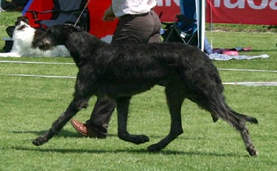 Lilac Wind - Donaueschingen Sighthound Show 2013